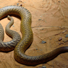What does this mean for inland taipan?