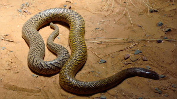 What does this mean for inland taipan?