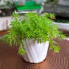 Club mosses – Small ancient spore-producers