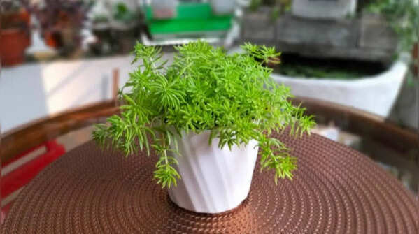 Club mosses – Small ancient spore-producers