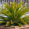Cycad plants – Living fossils from the era of dinosaurs