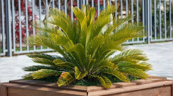 Cycad plants – Living fossils from the era of dinosaurs
