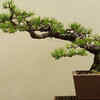 Pine tree – Cone-bearing seed producers