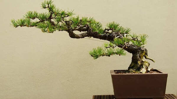 Pine tree – Cone-bearing seed producers
