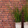 Horsetail – A non-flowering plant survived for hundreds of millions of years