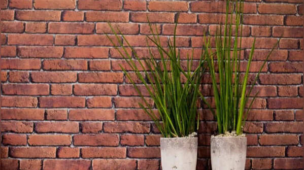 Horsetail – A non-flowering plant survived for hundreds of millions of years
