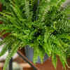 Ferns – Non-flowering plants with stunning feathery leaves