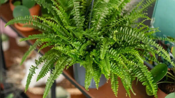 Ferns – Non-flowering plants with stunning feathery leaves