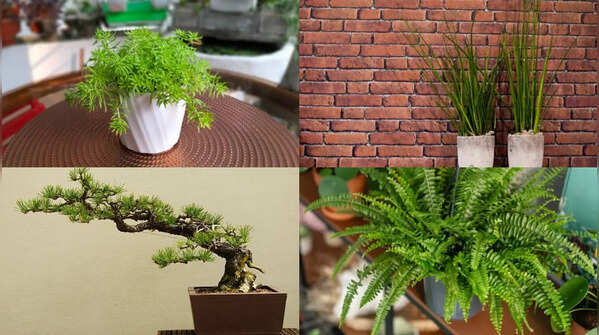 6 Fascinating plants that do not produce flowers but still thrive in nature
