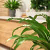 Bird's nest fern – A great option for humid bathrooms