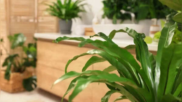 Bird's nest fern – A great option for humid bathrooms
