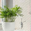 Bamboo palm – An ideal choice to bring a bit of nature indoors