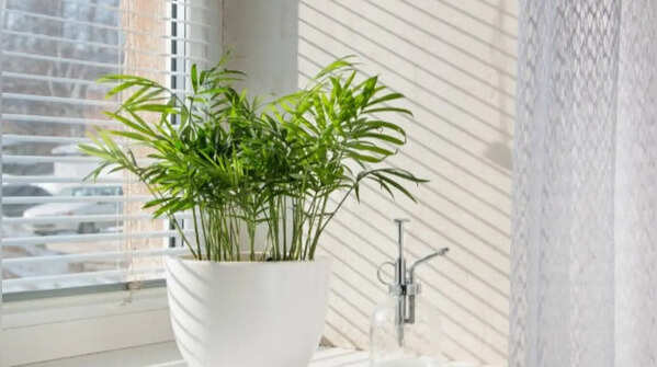 Bamboo palm – An ideal choice to bring a bit of nature indoors