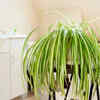 Spider plant – An ideal bathroom plant that is easy to care for