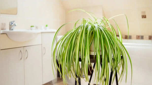Spider plant – An ideal bathroom plant that is easy to care for