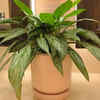 Chinese evergreen – A colourful option for your bathroom