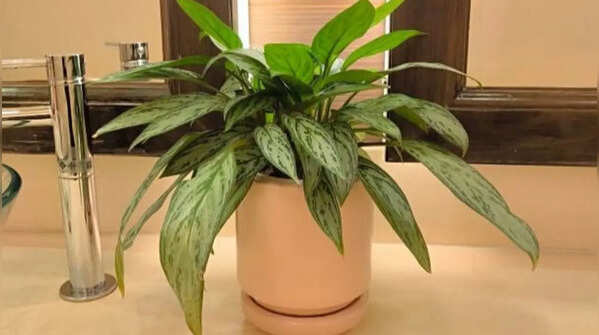 Chinese evergreen – A colourful option for your bathroom