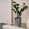 ZZ plant – The best low-maintenance plant to choose