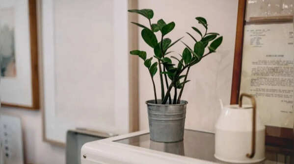 ZZ plant – The best low-maintenance plant to choose