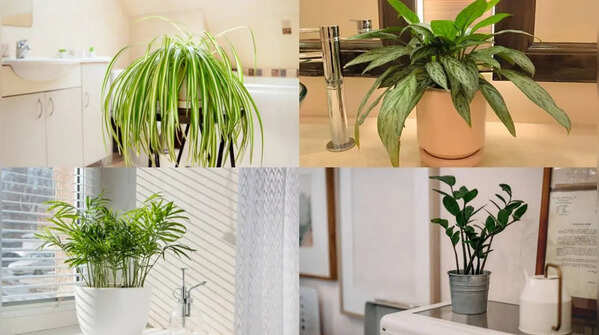 5 Plants you can keep in your bathroom for a fresh, green and low-maintenance space