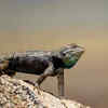 The bizarre defence mechanisms lizards use to stay alive