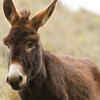 Beyond the stereotype: 7 fascinating facts about donkeys