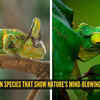 From horns to hidden patterns: 5 chameleon species that show nature’s ...