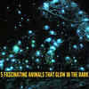 5 fascinating animals that glow in the dark