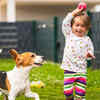 labrador-retriever-vs-golden-retriver-vs-beagle-which-is-best-suited