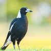 7 Birds that can remember human faces for years and surprise scientists ...