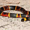 10 deadly snakes found across North America: From Black diamond ...
