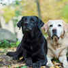 Top 5 most active dog breeds