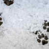 How to Identify Animal Paw Prints While Trekking