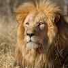  Foto zu Explore Pets, Wildlife & Viral Animal News 