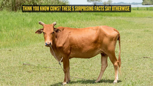 Think you know cows? These 5 surprising facts say otherwise