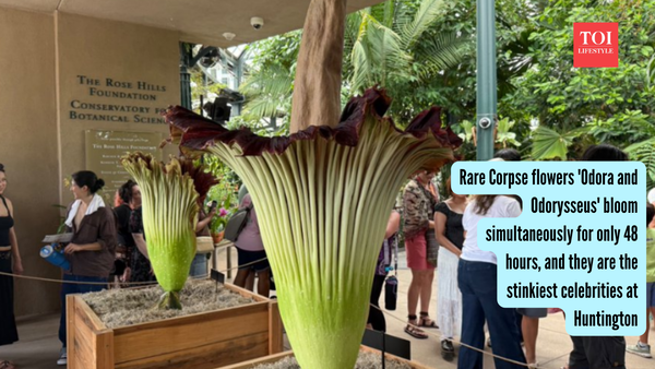 Rare Corpse flowers 'Odora and Odorysseus' bloom simultaneously for only 48 hours, and they are the stinkiest celebrities at Huntington