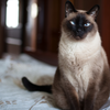5 cat breeds that intimidate dogs and why you shouldn't keep these pets ...