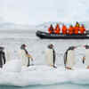 Article image for: 14-km iceberg cut off food supply, causing 69% drop in Antarctic penguin chicks