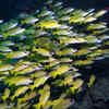 Article image for: Since 1869, 120 fish species have crossed the Suez Canal—three more may follow