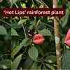 Article image for: Looking exactly like deep red human lips, blooming only for a short time: Meet the rare rainforest flower 'Hooker's Lips' that fools almost everyone
