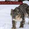 Article image for: Scientists fitted GPS collars on four elusive snow leopards, known as the 'Ghosts of the Himalayas,' to uncover their secret lives; the breakthrough could transform wildlife tourism