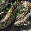 Article image for: When a district in Florida's Everglades used robot rabbits to eliminate its ever-growing population of Burmese pythons