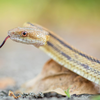 From Golden Lancehead to Golden tree snake: 5 stunning yellow snakes ...