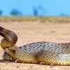 Article image for: 60 venomous snakes, cocaine, guns and 22,000 dollars in cash seized during New Mexico drug raid; inland taipan among reptiles found