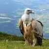 Article image for: Why vultures can eat rotten meat without getting sick