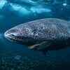 Article image for: Scientists discover Greenland sharks can see for centuries, debunking blindness myth