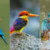 Article image for: From tiny forest jewels to giant river hunters: 12 kingfishers species to spot in India