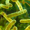 Article image for: ‘Flesh-eating’ bacteria warning: Louisiana reports 9 Vibrio vulnificus cases and 5 deaths; know the symptoms to watch for
