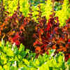 Article image for: Gene gun makes lettuce and tobacco produce myoglobin for meat-like colour and flavour