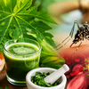 Article image for: Papaya juice not a cure: Dengue prompts rise in papaya leaf juice use; doctor cautions against delaying medical care